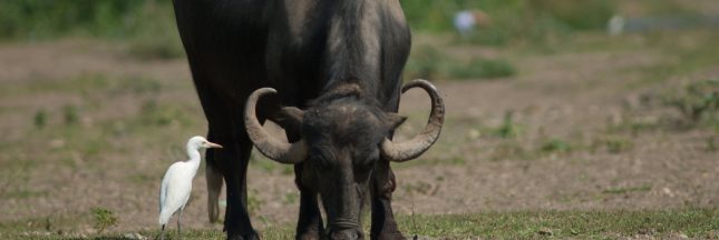 animaux complémentaires