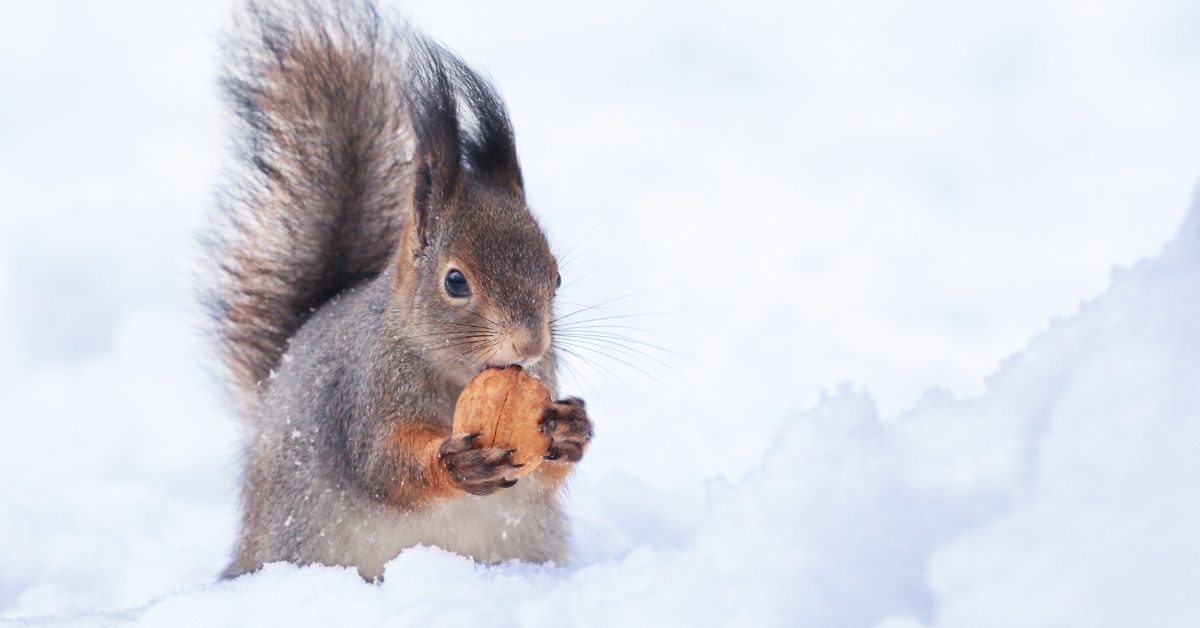 Diaporama : les animaux sous la neige