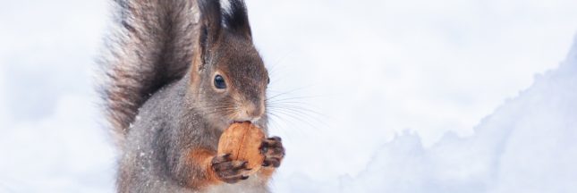 animaux sous la neige