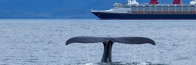 bateau baleine