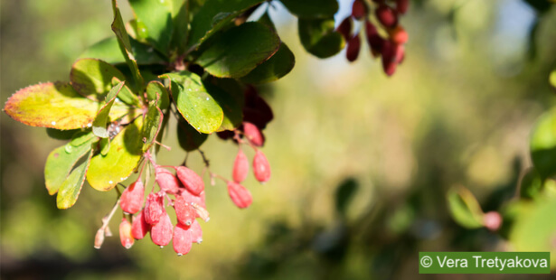 berberine_shutterstock_1261266556.jpg