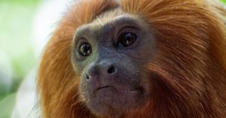 One Planet Summit : un million d'espèces animales et végétales en danger One Planet Summit : un million d'espèces animales et végétales en danger