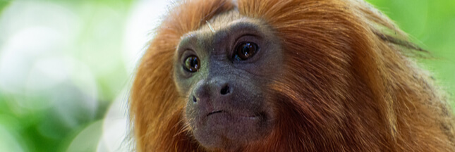 One Planet Summit : un million d'espèces animales et végétales en danger One Planet Summit : un million d'espèces animales et végétales en danger