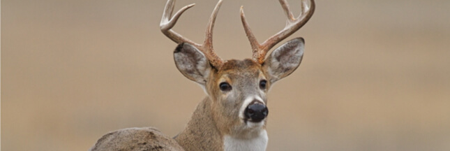 Des chasses à courre de plus en plus calamiteuses