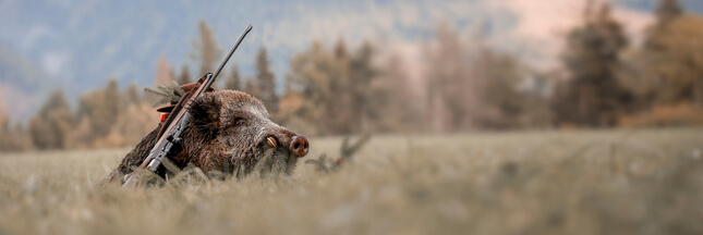 Chasse - L'indicible cruauté du ferme ou le sadisme sur sanglier mourant