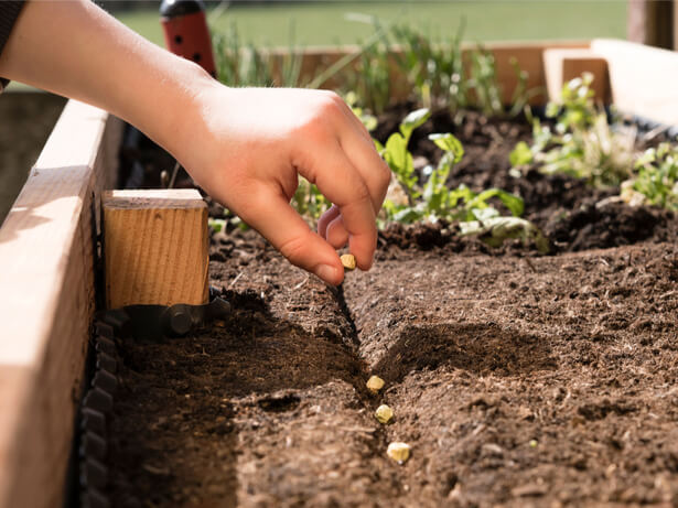 coupe de France des potagers