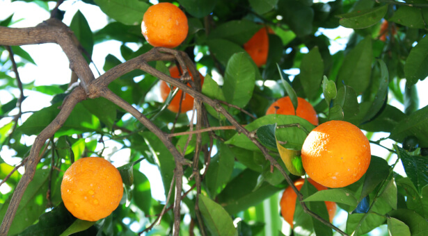 différences entre clémentine mandarine
