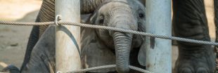 Maltraitance sur une éléphante de cirque : l'enquête est lancée