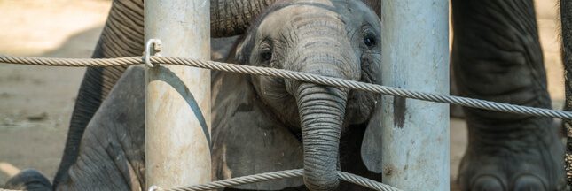 Maltraitance sur une éléphante de cirque : l’enquête est lancée