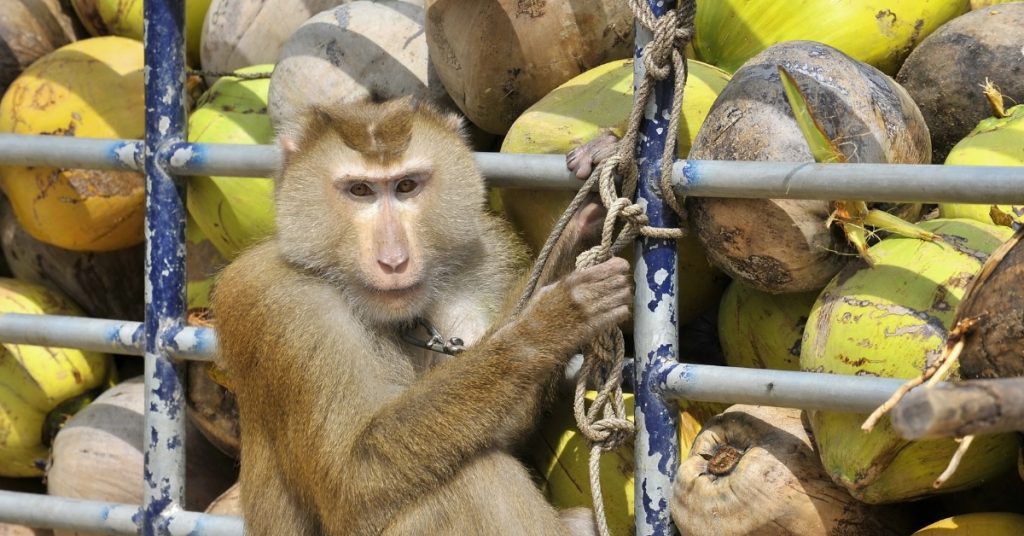 L’exploitation des singes derrière la vogue de l’huile de coco