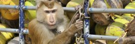 L’exploitation des singes derrière la vogue de l’huile de coco