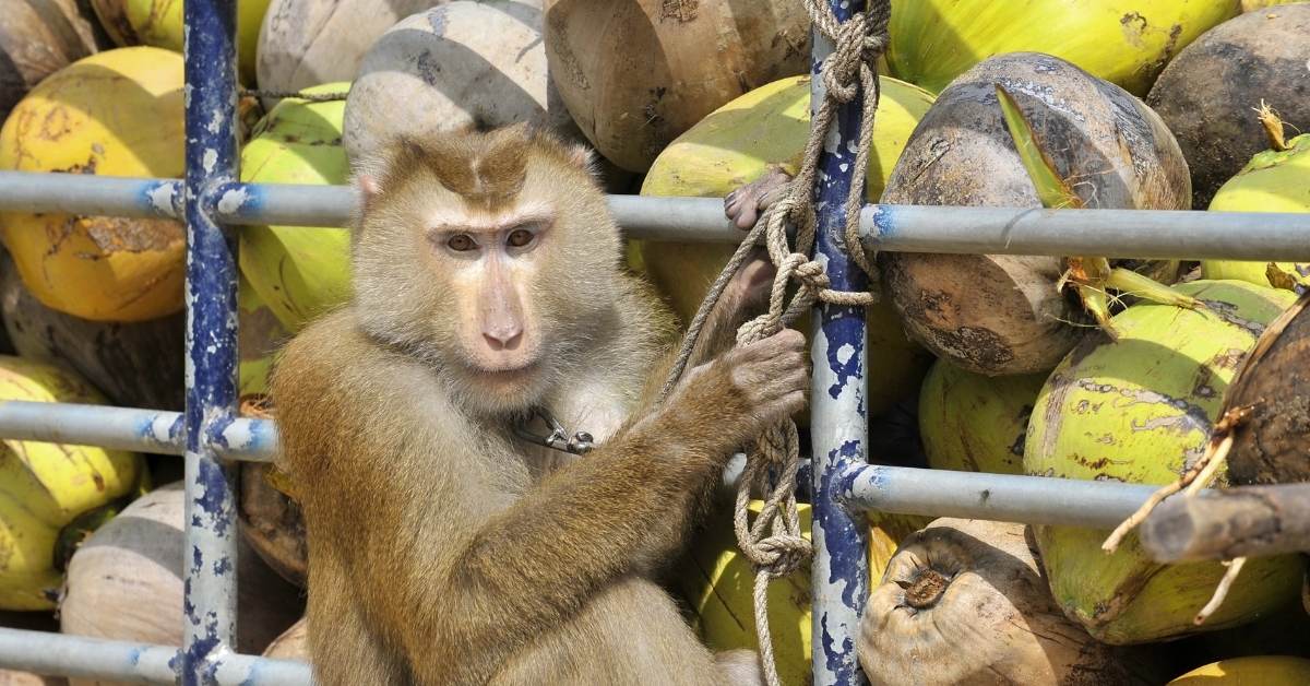 L'exploitation des singes derrière la vogue de l'huile de coco