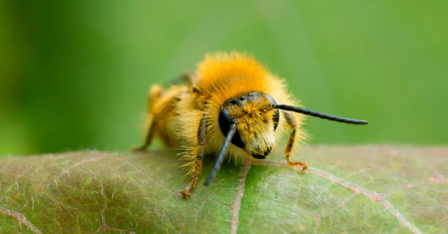Un quart des espèces d’abeilles semblent avoir disparu