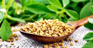 Découvrir le fenugrec et ses vertus Découvrir le fenugrec et ses vertus
