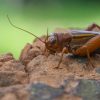 Dans la famille biodiversité ordinaire, protégeons le grillon Dans la famille biodiversité ordinaire, protégeons le grillon