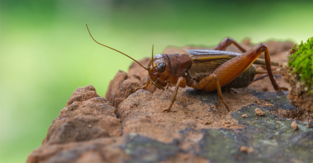 Dans la famille biodiversité ordinaire, protégeons le grillon