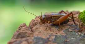 Dans la famille biodiversité ordinaire, protégeons le grillon Dans la famille biodiversité ordinaire, protégeons le grillon