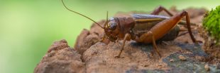 Dans la famille biodiversité ordinaire, protégeons le grillon Dans la famille biodiversité ordinaire, protégeons le grillon