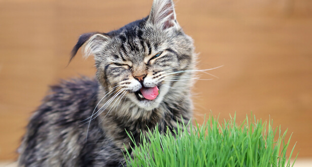 A chat herbe Herbe à