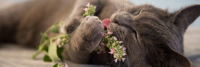 Pourquoi et comment utiliser l’herbe à chat
