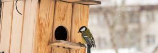 Installer un nichoir au jardin : les règles à respecter pour aider les oiseaux
