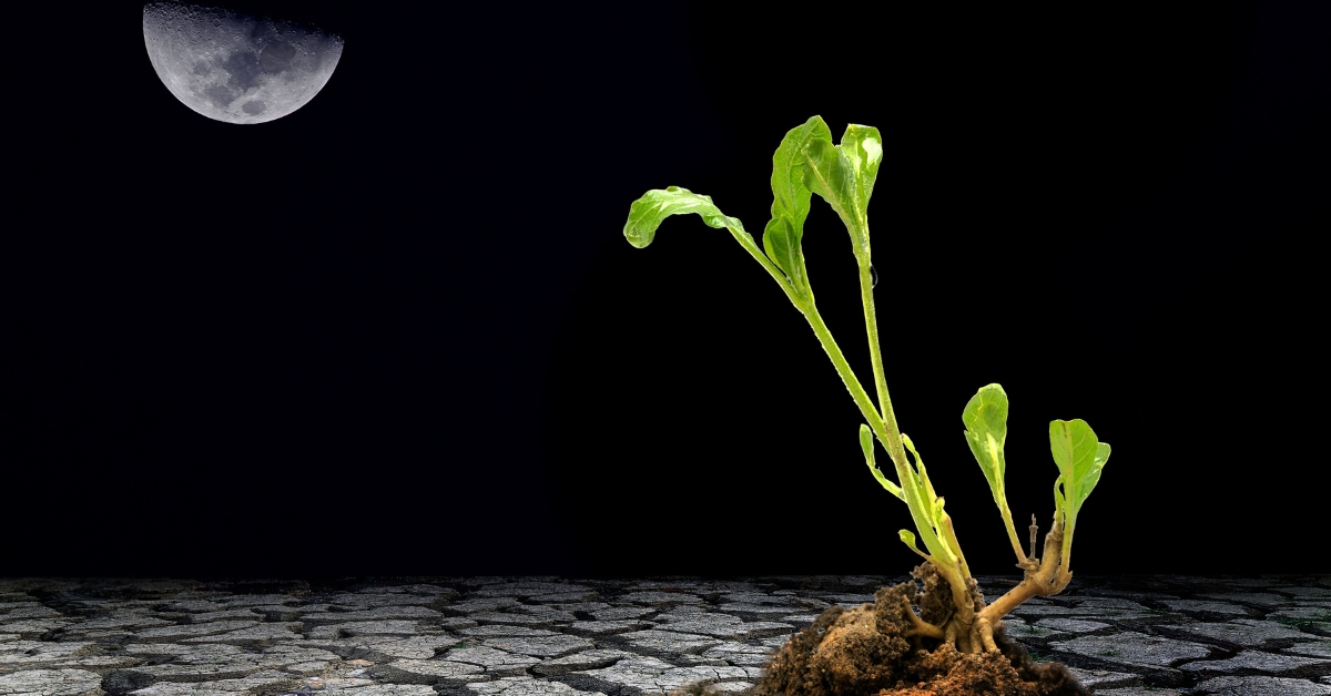 A-t-on vraiment besoin d'un calendrier lunaire pour jardiner ? A-t-on vraiment besoin d'un calendrier lunaire pour jardiner ?