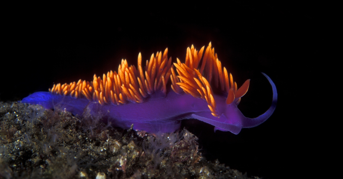 Limace de mer : 5 photos aussi splendides qu'intrigantes Limace de mer : 5 photos aussi splendides qu'intrigantes