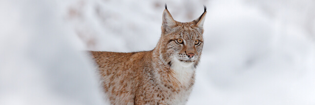 #Balancetonbraco : après un nouveau lynx tué, une association attaque les chasseurs