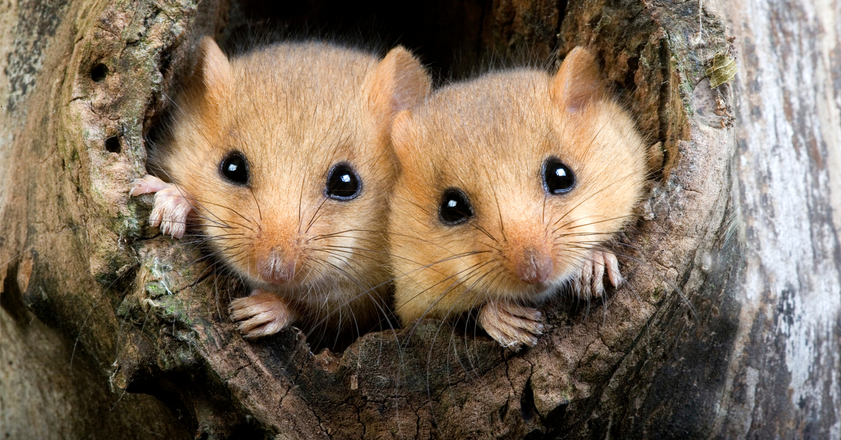 Dans la famille biodiversité ordinaire, protégeons le muscardin Dans la famille biodiversité ordinaire, protégeons le muscardin
