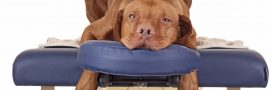 Connaissez-vous l'ostéopathie pour animaux ?