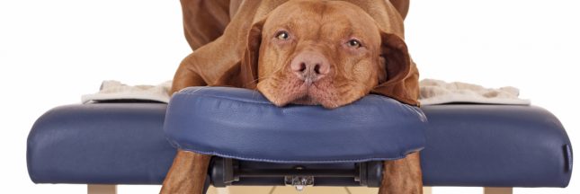 ostéopathe pour chien