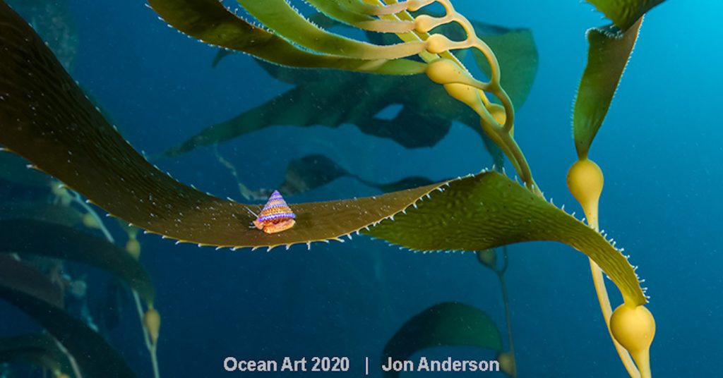 Les plus belles photos du concours Ocean Art Underwater Photo 2020