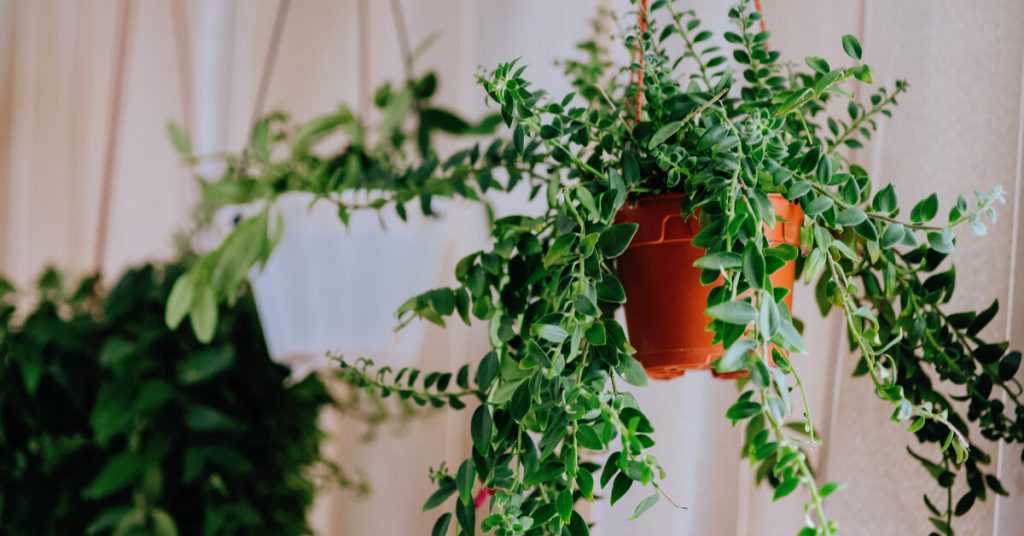 Entretenir les cactus et plantes vertes d’intérieur en hiver : ce qu’il faut faire… et ne surtout pas faire !