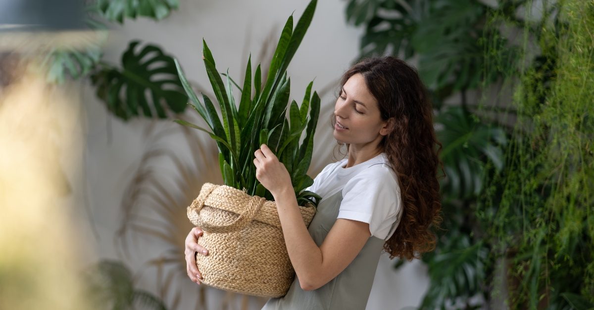 Les plantes d’intérieur qui résistent même à ceux qui n’ont pas la main verte !