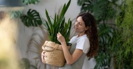 Vous tuez toutes vos plantes ? Ces 10 plantes d’intérieur sont (presque) increvables