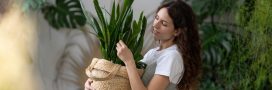 Vous tuez toutes vos plantes ? Ces 10 plantes d'intérieur sont (presque) increvables