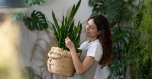 Vous tuez toutes vos plantes ? Ces 10 plantes d'intérieur sont (presque) increvables