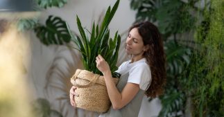 Les plantes d'intérieur qui résistent même à ceux qui n'ont pas la main verte ! Les plantes d'intérieur qui résistent même à ceux qui n'ont pas la main verte !