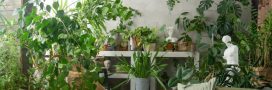 10 plantes dangereuses à éviter ou bannir à la maison