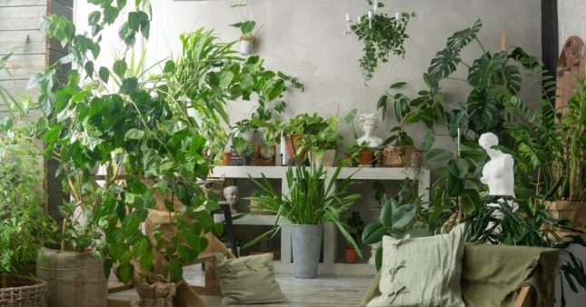 10 plantes dangereuses à éviter ou bannir à la maison