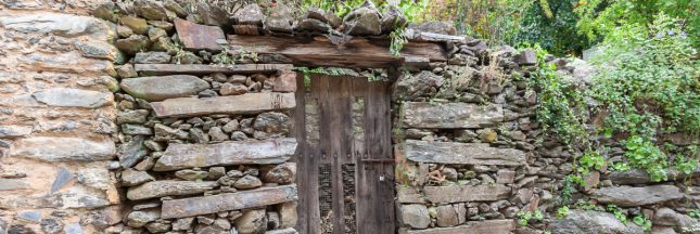 potager sans ravageurs