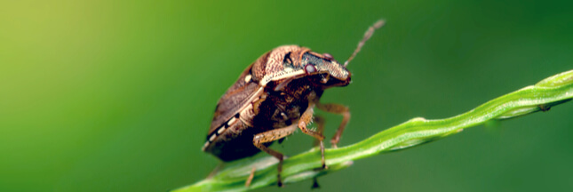 Comment se débarrasser des punaises diaboliques ?