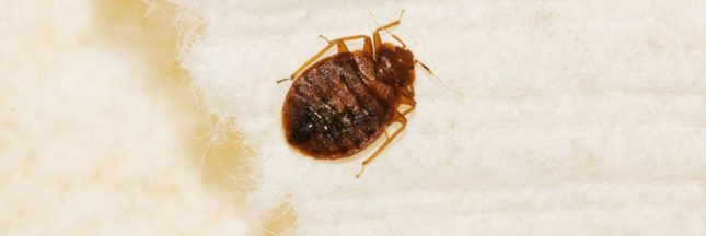 Comment éviter d'être contaminé par les punaises de lit en voyage ?