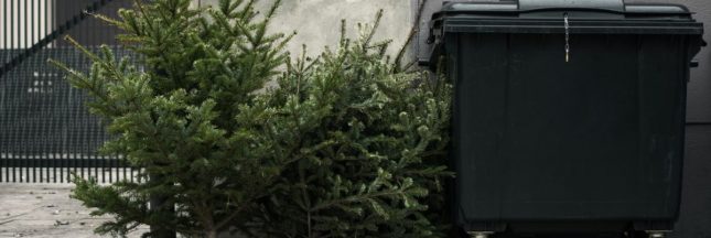 Recycler le sapin de Noel