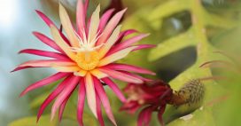 Entretien, culture : comment bichonner les cactus grimpants Selenicereus