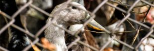 Grippe aviaire : 600.000 canards abattus - quelle leçon en tirer ? Grippe aviaire : 600.000 canards abattus - quelle leçon en tirer ?