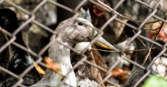 Grippe aviaire : 600.000 canards abattus – quelle leçon en tirer ?