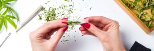 Cannabis récréatif : une consultation citoyenne lancée en France