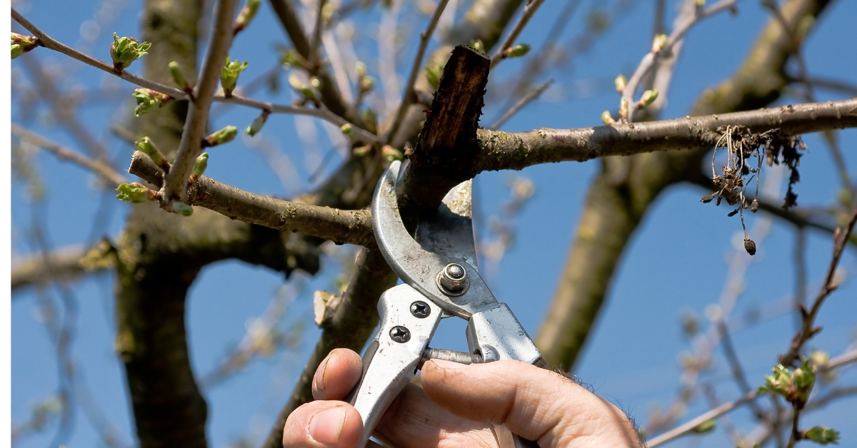 Tailler un cerisier : comment bien s'y prendre