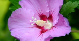 Tous les conseils pour réaliser la taille de l'hibiscus Tous les conseils pour réaliser la taille de l'hibiscus